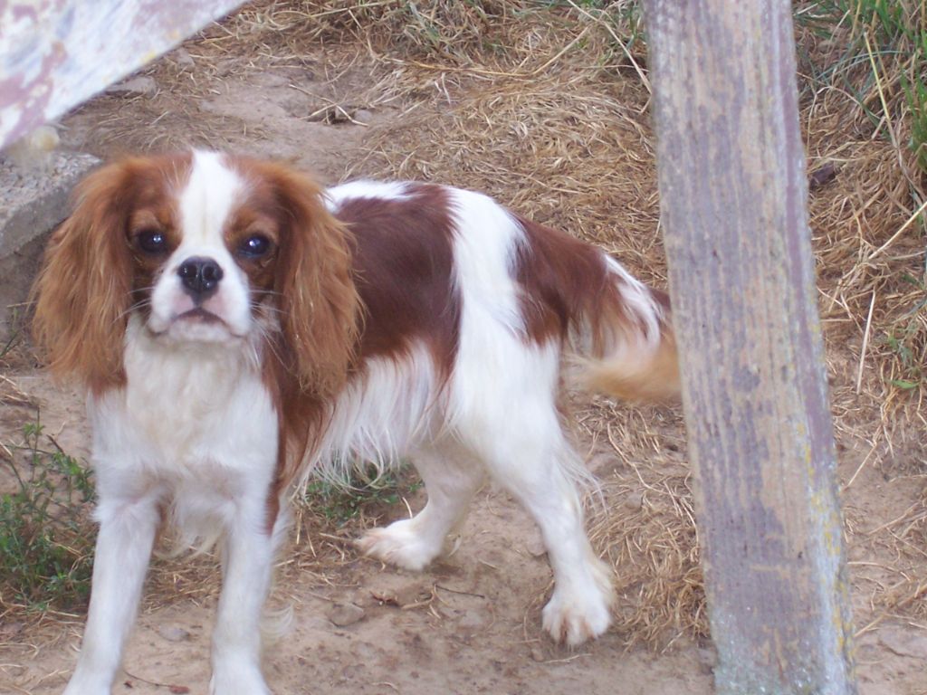 Du Chalet De La Nuit étoilée - Chiot disponible  - Cavalier King Charles Spaniel