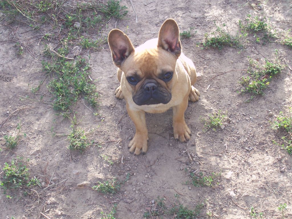 Du Chalet De La Nuit étoilée - Chiot disponible  - Bouledogue français