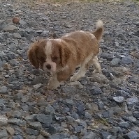 Du Chalet De La Nuit étoilée - Cavalier King Charles Spaniel - Portée née le 09/07/2015