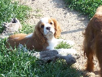 Du Chalet De La Nuit étoilée - Cavalier King Charles Spaniel - Portée née le 10/04/2013