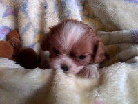 Du Chalet De La Nuit étoilée - Cavalier King Charles Spaniel - Portée née le 08/02/2016