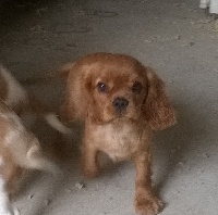 Du Chalet De La Nuit étoilée - Cavalier King Charles Spaniel - Portée née le 02/07/2015