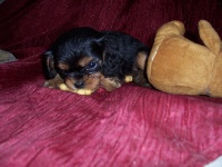 Du Chalet De La Nuit étoilée - Cavalier King Charles Spaniel - Portée née le 26/04/2015