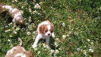 Du Chalet De La Nuit étoilée - Cavalier King Charles Spaniel - Portée née le 30/04/2015