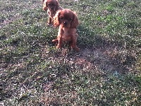 Du Chalet De La Nuit étoilée - Cavalier King Charles Spaniel - Portée née le 11/07/2016