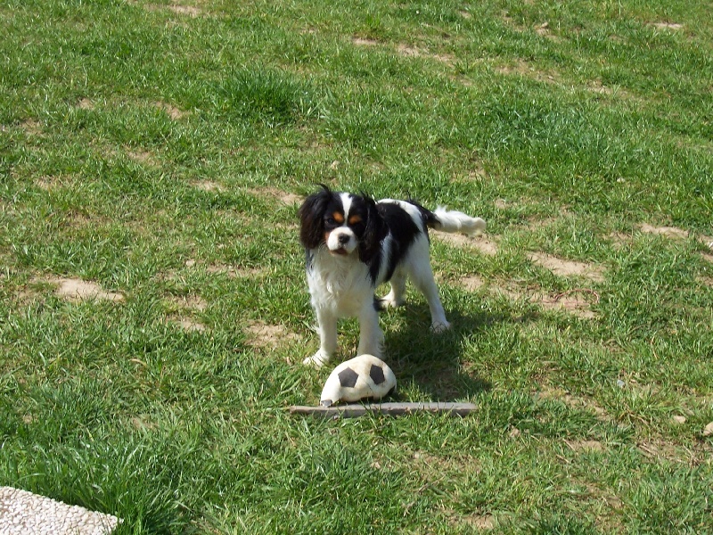 cavalier king charles