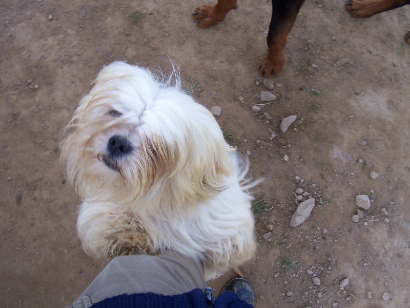 Lhassa apso