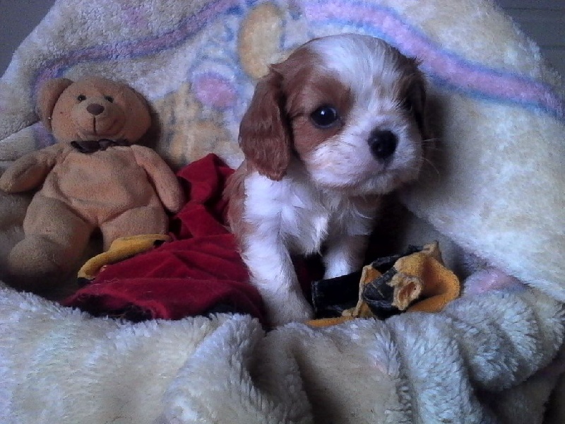 Du Chalet De La Nuit étoilée - Cavalier King Charles Spaniel - Portée née le 01/08/2016