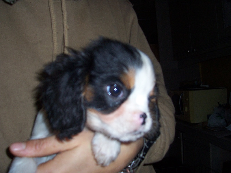 Du Chalet De La Nuit étoilée - Cavalier King Charles Spaniel - Portée née le 23/09/2012