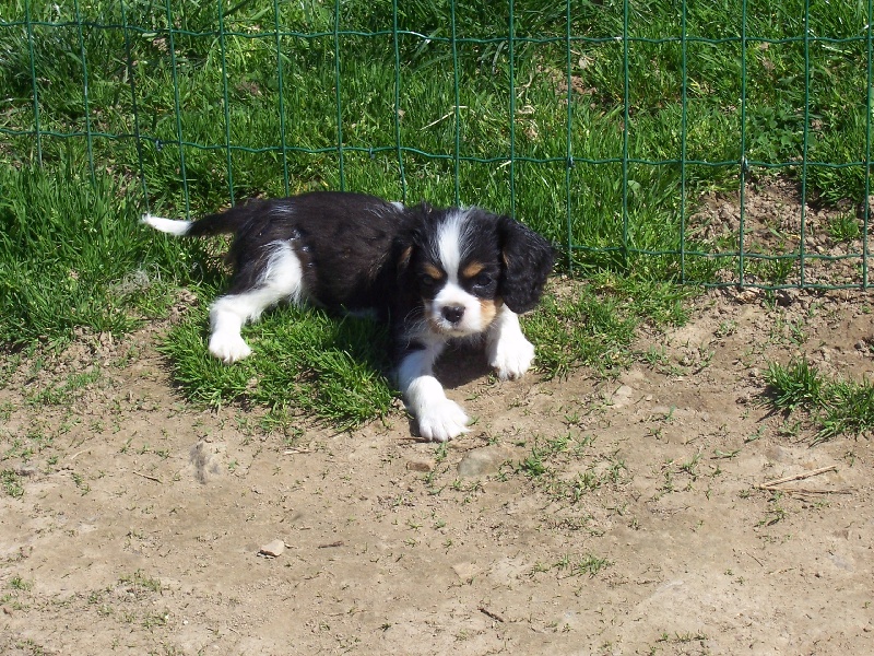 Du Chalet De La Nuit étoilée - Cavalier King Charles Spaniel - Portée née le 09/02/2013