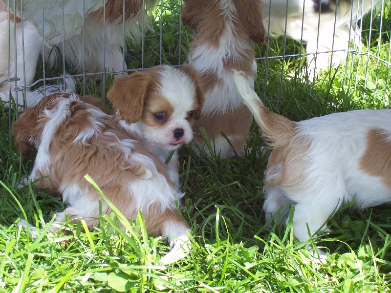 Du Chalet De La Nuit étoilée - Cavalier King Charles Spaniel - Portée née le 18/03/2012