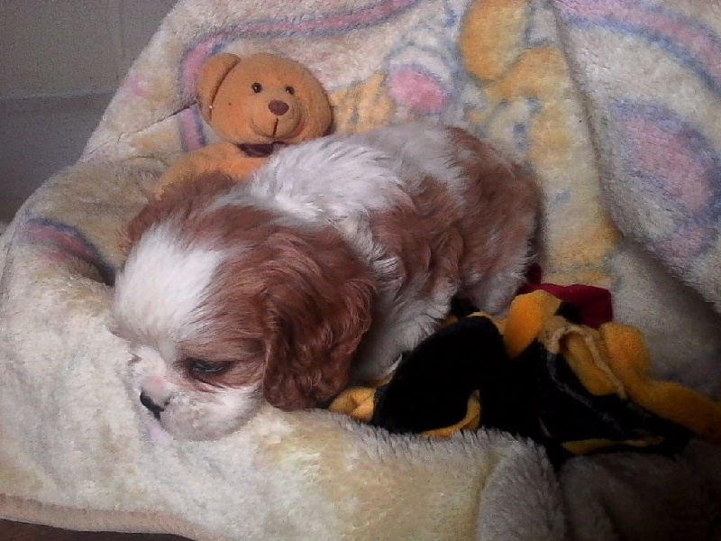 Du Chalet De La Nuit étoilée - Cavalier King Charles Spaniel - Portée née le 28/07/2016
