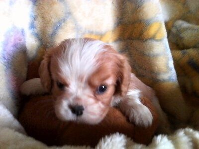 Du Chalet De La Nuit étoilée - Cavalier King Charles Spaniel - Portée née le 08/02/2016