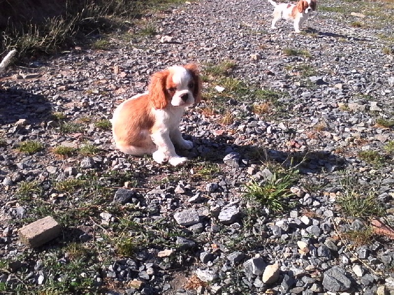 Du Chalet De La Nuit étoilée - Cavalier King Charles Spaniel - Portée née le 23/05/2016