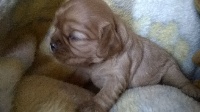 CHIOT