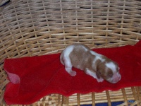 CHIOT