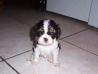 Fidget