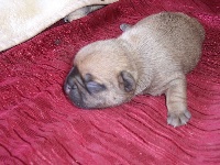 CHIOT