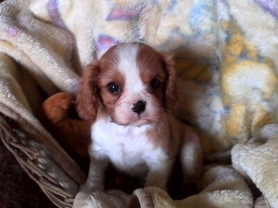 Du Chalet De La Nuit étoilée - Cavalier King Charles Spaniel - Portée née le 22/01/2016