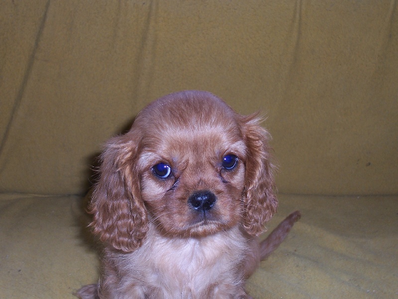 Du Chalet De La Nuit étoilée - Cavalier King Charles Spaniel - Portée née le 06/10/2012