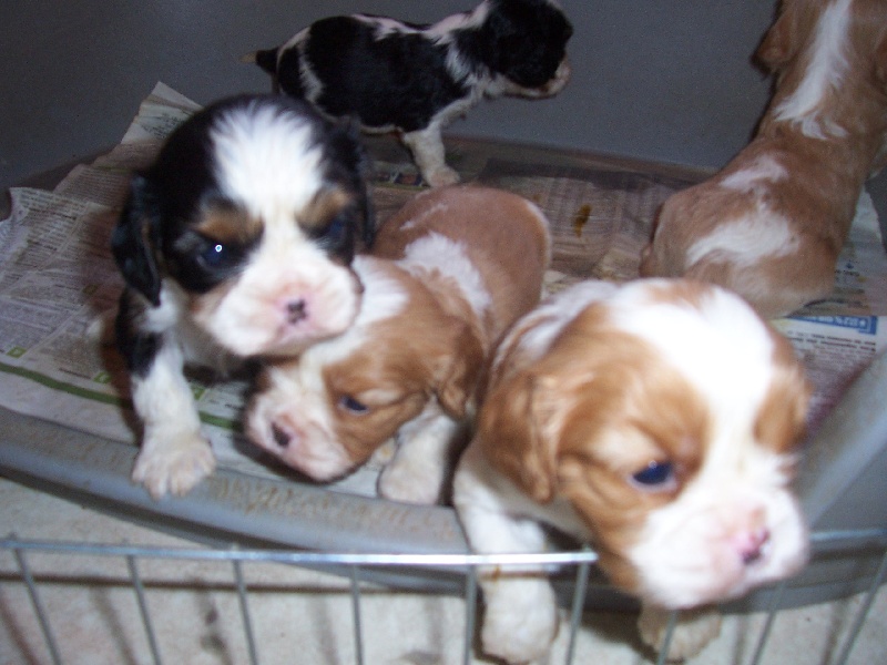 Du Chalet De La Nuit étoilée - Cavalier King Charles Spaniel - Portée née le 01/11/2011