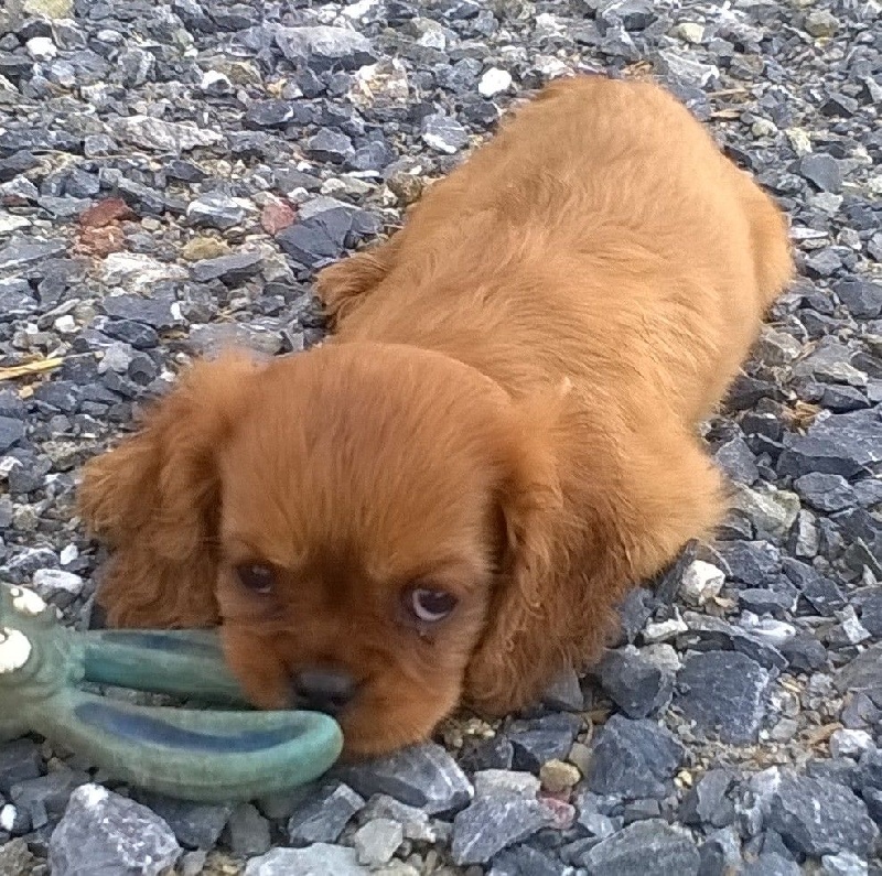 Du Chalet De La Nuit étoilée - Cavalier King Charles Spaniel - Portée née le 02/07/2015